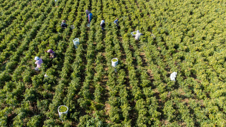 Torbali - Izmir - Turkey, November 4, 2021, Seasonal workers working in a pepper fieldのeditorial素材