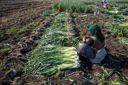 Torbali - Izmir - Turkey, November 4, 2021, Seasonal workers working in a leek fieldのeditorial素材