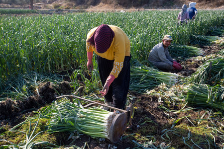 Torbali - Izmir - Turkey, November 4, 2021, Seasonal workers working in a leek fieldのeditorial素材