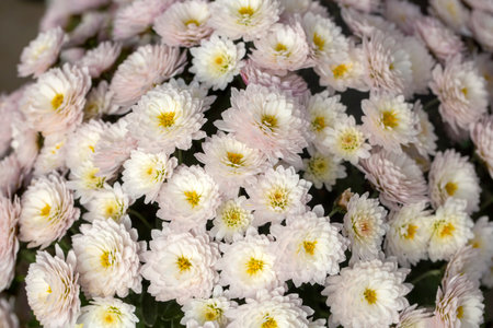 Chrysanthemum blossom in the autumn garden.の写真素材