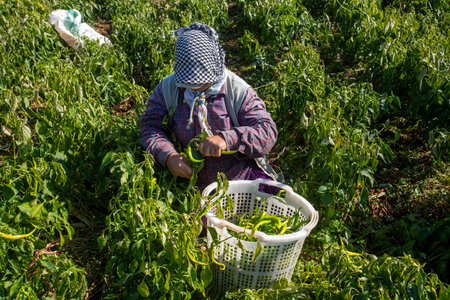 Torbali - Izmir - Turkey, November 4, 2021, Seasonal workers working in a pepper fieldのeditorial素材