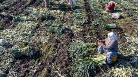 Torbali - Izmir - Turkey, November 4, 2021, Seasonal workers working in a leek fieldのeditorial素材