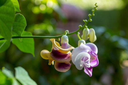 Vigna Caracalla close up, known as Snailflower, with amazing scentの写真素材