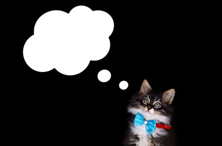A cute cat is in an isolated environment and there is a speech cloud, speech bubble above the cat's head.の写真素材