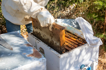 Beekeeping, freshly hatched honeycombs with bees from the beehive. Honey and bee.