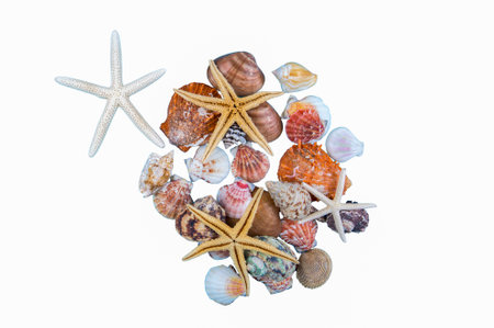 Various sea shells, concept, design, photo, background