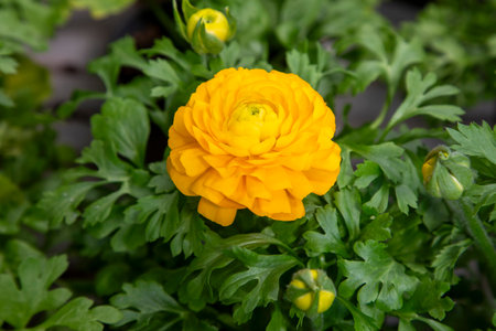 Ranunculus asiaticus flower, Persian buttercup