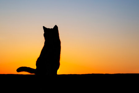 Cat silhouette at sunset. A photo taken in the village of Molyvos on the island of Lesbos.の写真素材