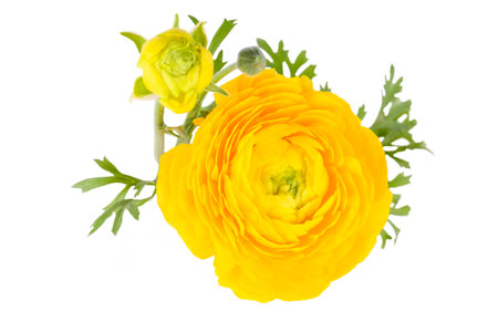Ranunculus asiaticus, Persian buttercup yellow colorの写真素材