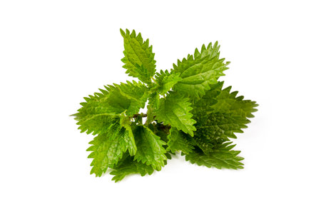 Green nettle - urtica plant on white backgroundの写真素材