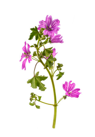 Malva sylvestris in front of white backgroundの写真素材