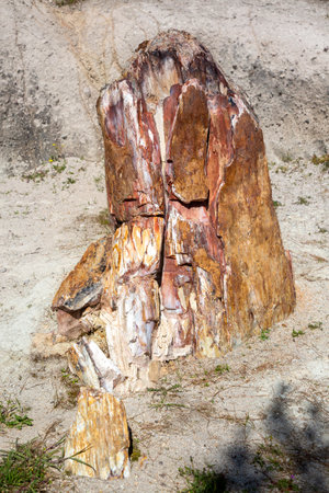 A fossilized tree trunk from the UNESCO Geopark "Petrified Forest of Sigri" on the island of Lesvos in Greece. Mytilene - Greece Lesbos fossil forestの写真素材