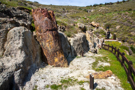 A fossilized tree trunk from the UNESCO Geopark "Petrified Forest of Sigri" on the island of Lesvos in Greece. Mytilene - Greece Lesbos fossil forestの写真素材