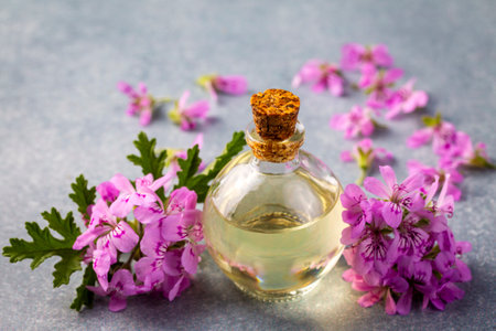 Pelargonium graveolens flower and essential pelargonium oilの写真素材