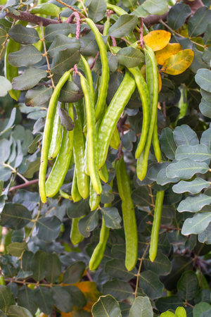 Carob tree , fresh green carob berries carob healthy food, Ceratonia siliquaの写真素材