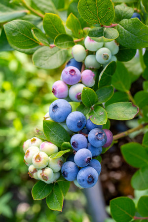 Blueberry farm with bunch of ripe fruits on tree during harvest season in Izmir, Turkey. Blueberry picking history.の写真素材