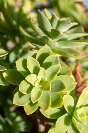 Beautiful varieties of succulent plantsの写真素材