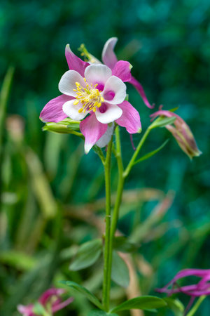 Aquilegia is a genus belonging to the Ranunculaceae family.の写真素材