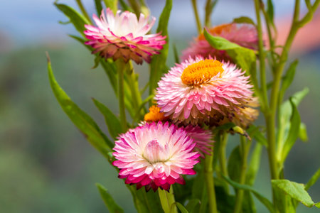 Achimenes is a genus of plants belonging to the Gesneriaceae family.の写真素材