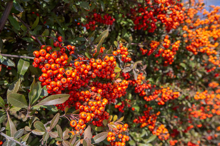 Pyracantha angustifolia shrub with orange berries