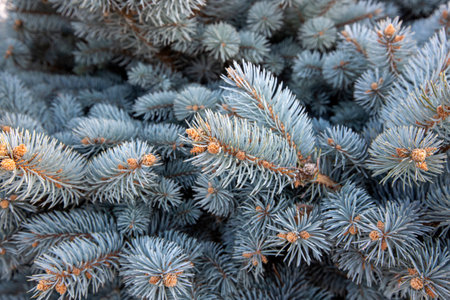 Colorado blue spruce branches - Latin name - Picea pungens var. glauca