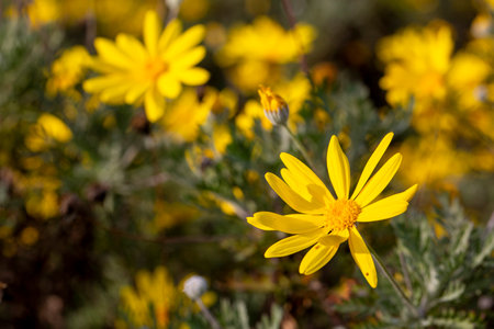 Yellow daisy bush, Scientific name; Euryops pectinatusの写真素材