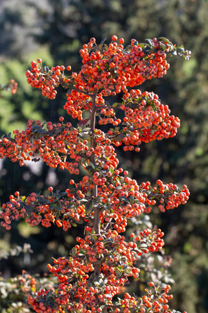 Pyracantha coccinea (Pyracantha coccinea). Close up view. Selective focus.