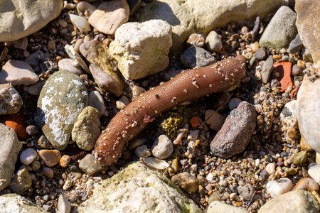 Sea ring (Echiura) or a type of sea ring worm (sipunculid or echiuran)