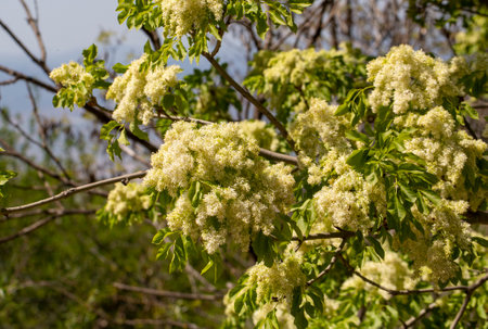 The Fraxinus ornus tree blooms in spring.