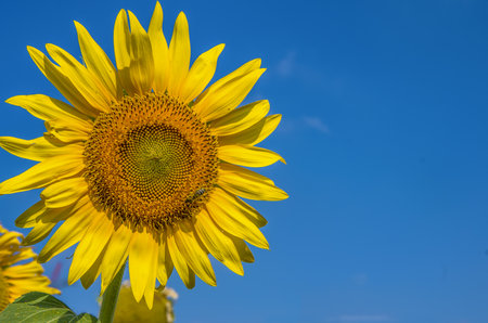 Sunflower field, Thrace - Turkey. Nature agriculture view.の写真素材