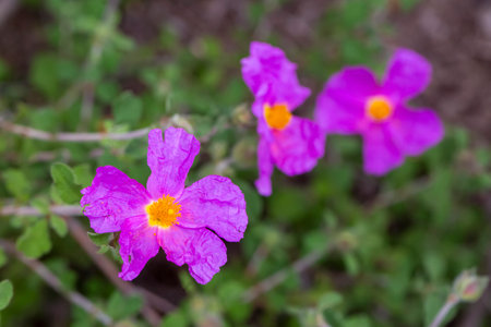 Laden; It is a plant species with white or pink flowers that make up the Cistus genus of the Cistaceae family.の写真素材