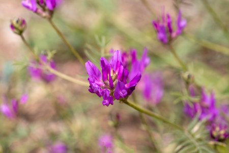 Astragalus onobrychis is a plant species belonging to the genus Astragalus.