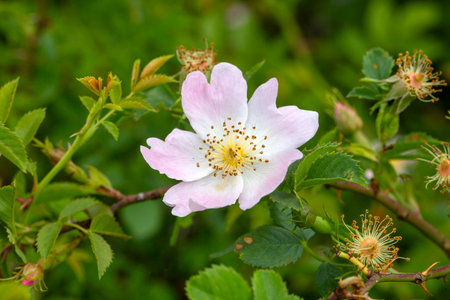 Wild Rose (Rosa canina) with open petals in springの写真素材
