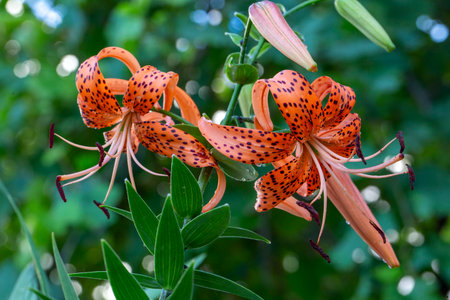 Lilium lancifolium - Tiger lily in the gardenの写真素材