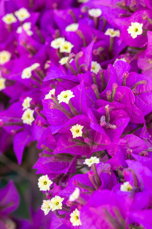 Blooming great bougainvillea (Bougainvillea spectabilis) close-up