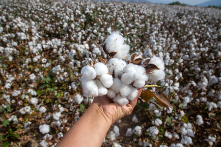 Cotton fields ready for harvesting, agricultureの写真素材