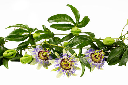 Close up passiflora. Passion Flower (Passiflora caerulea)の写真素材