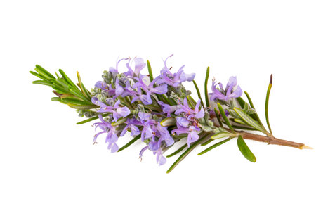 Fresh organic rosemary on the white backgroundの写真素材