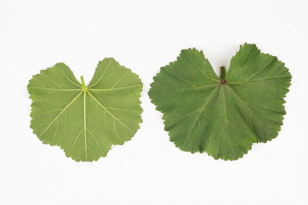 Malva sylvestris leaves in front of white background