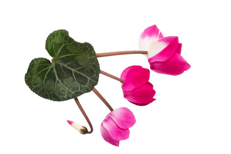 Pink cyclamen flowers and green leaves on the white backgroundの写真素材
