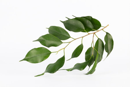 Ficus benjamina plant leaves on the white backgroundの写真素材
