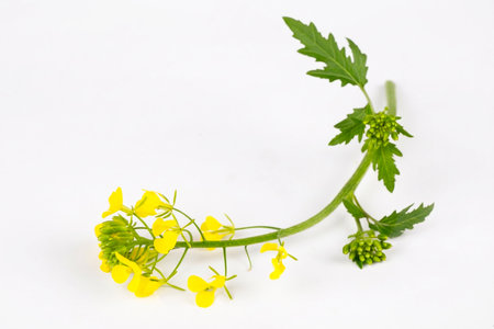 Rapeseed flowers, Sinapis arvensis or Mustard Flower blossom on the white backgroundの写真素材