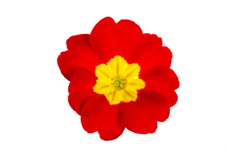 Primrose primula flowers isolated on white backgroundの写真素材