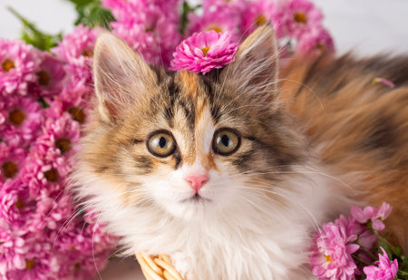 Calico cat among pink flowersの写真素材
