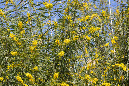 Bright Yellow Acacia Saligna Flowers in Bloom Against Blue Sky Background