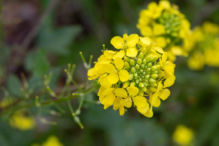 Macro shot of yellow Wild Mustard flowers Sinapis arvensis blooming in a green meadow