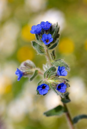 Close up of blue Alkanna tinctoria flowers blooming in sunny nature in spring