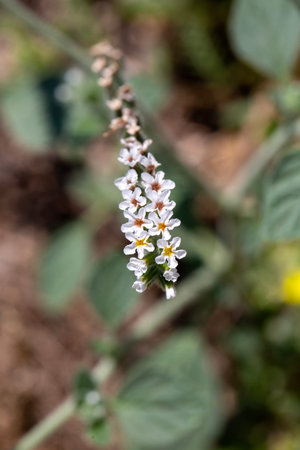 Macro of white European heliotrope Heliotropium europaeum flowers in nature
