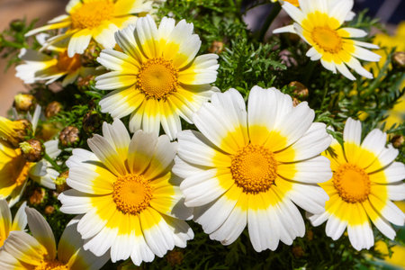 Close up of blooming Crown Daisy flowers Glebionis coronaria with white and yellow petals