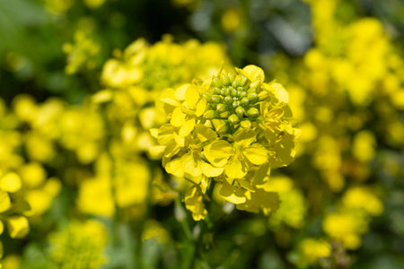 Wild Mustard plant Sinapis arvensis blooming with yellow flowers in a green grassy field